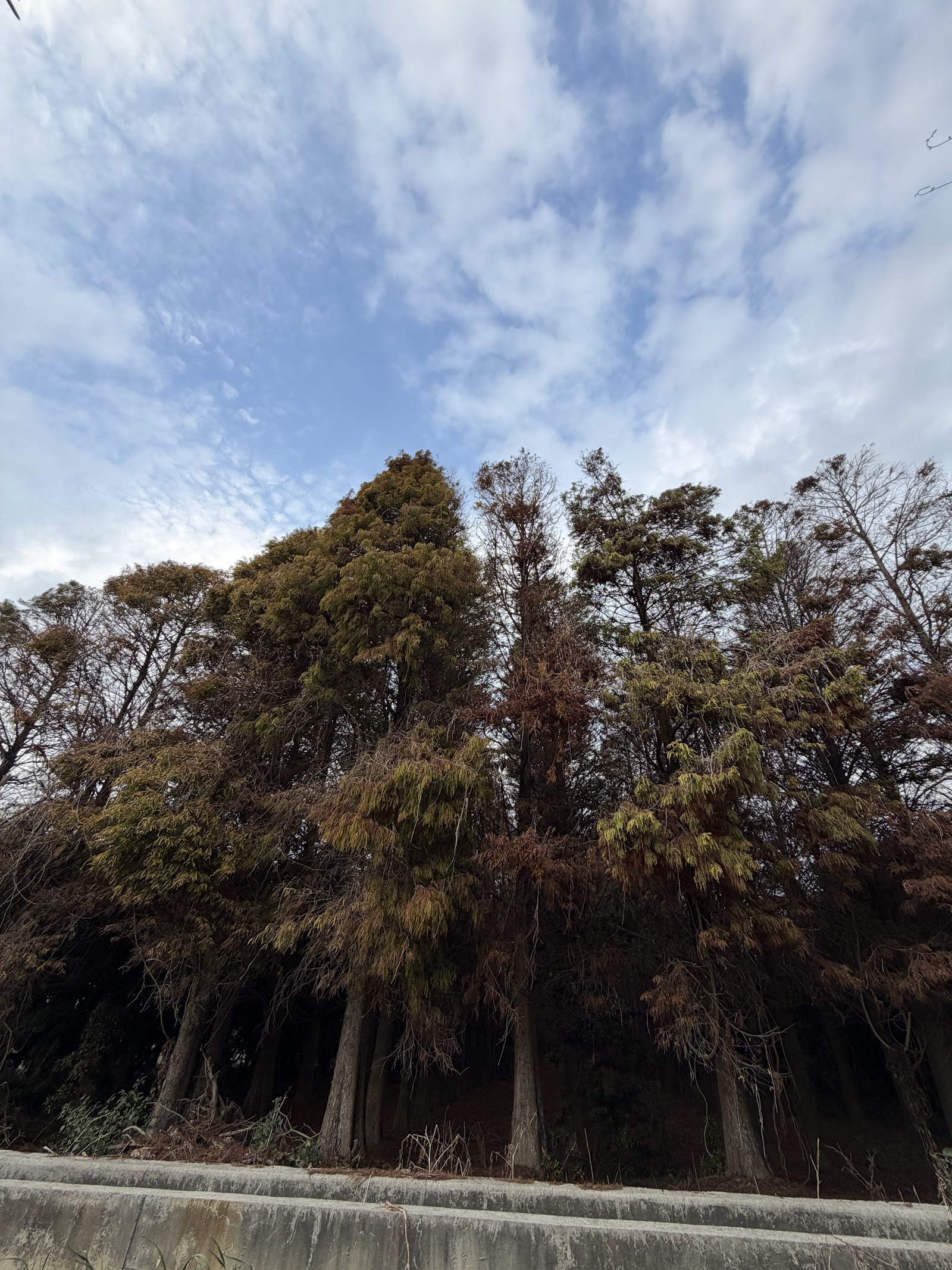 真玉落羽松園落羽松林轉為秋色，雲林東勢鄉