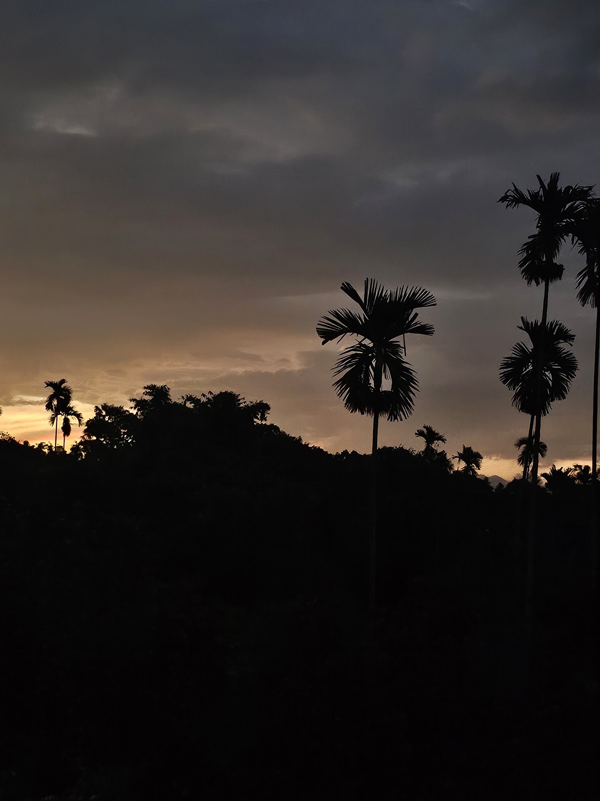 坪頂風景區檳榔樹剪影夕陽