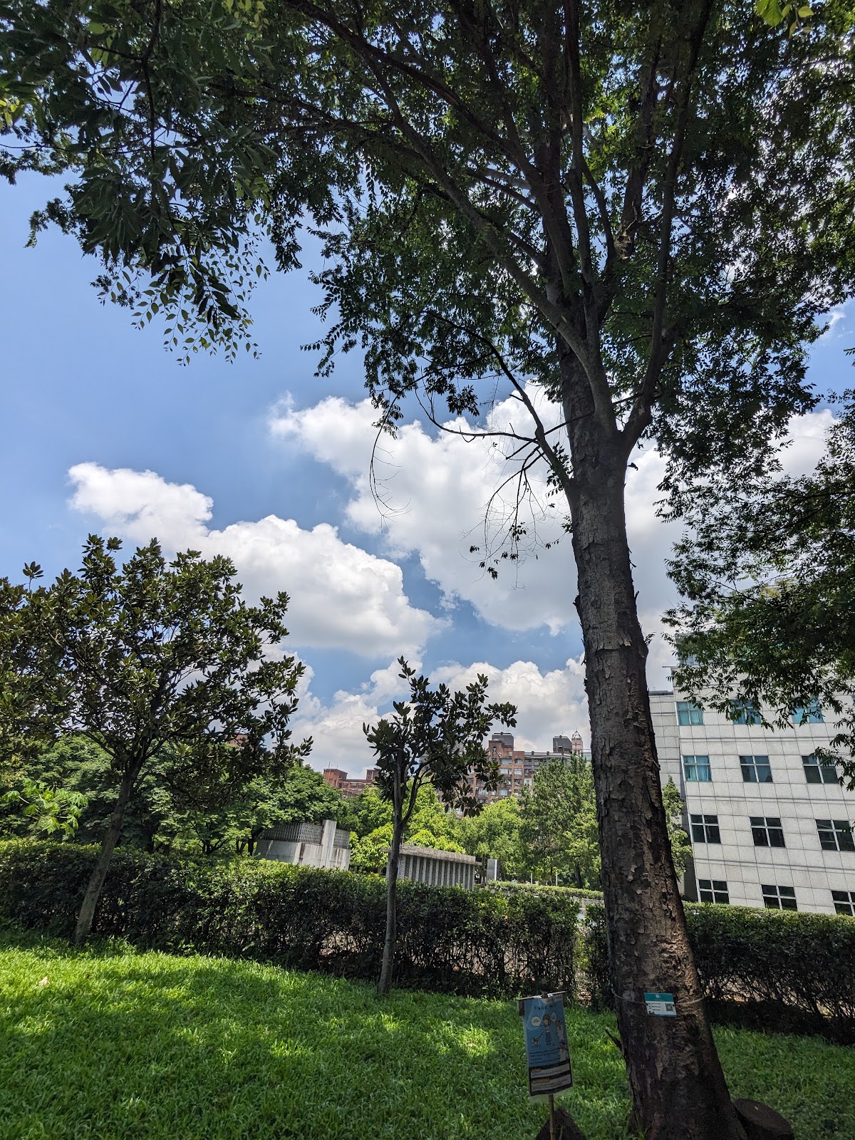 公園內大樹枝葉茂密,藍天白雲映襯著遠處建築,景色清新