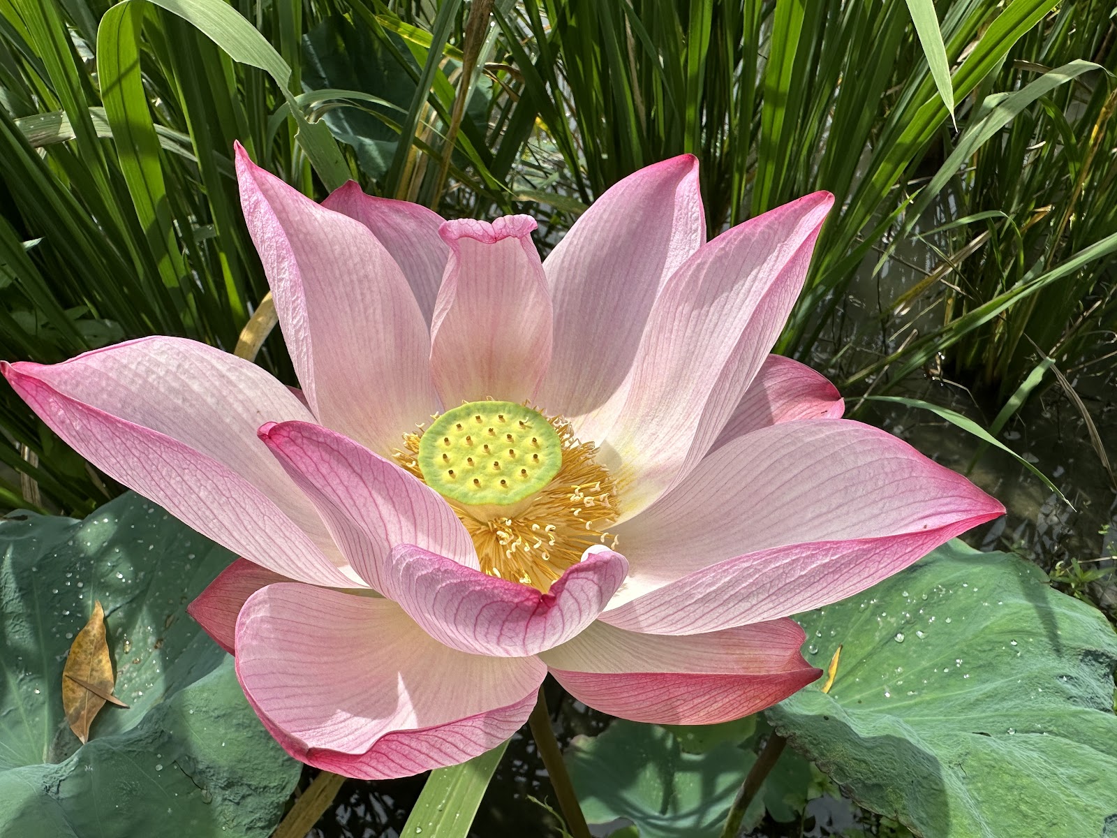 粉紅荷花盛開，水珠凝結在荷葉上，清晨時分特別迷人