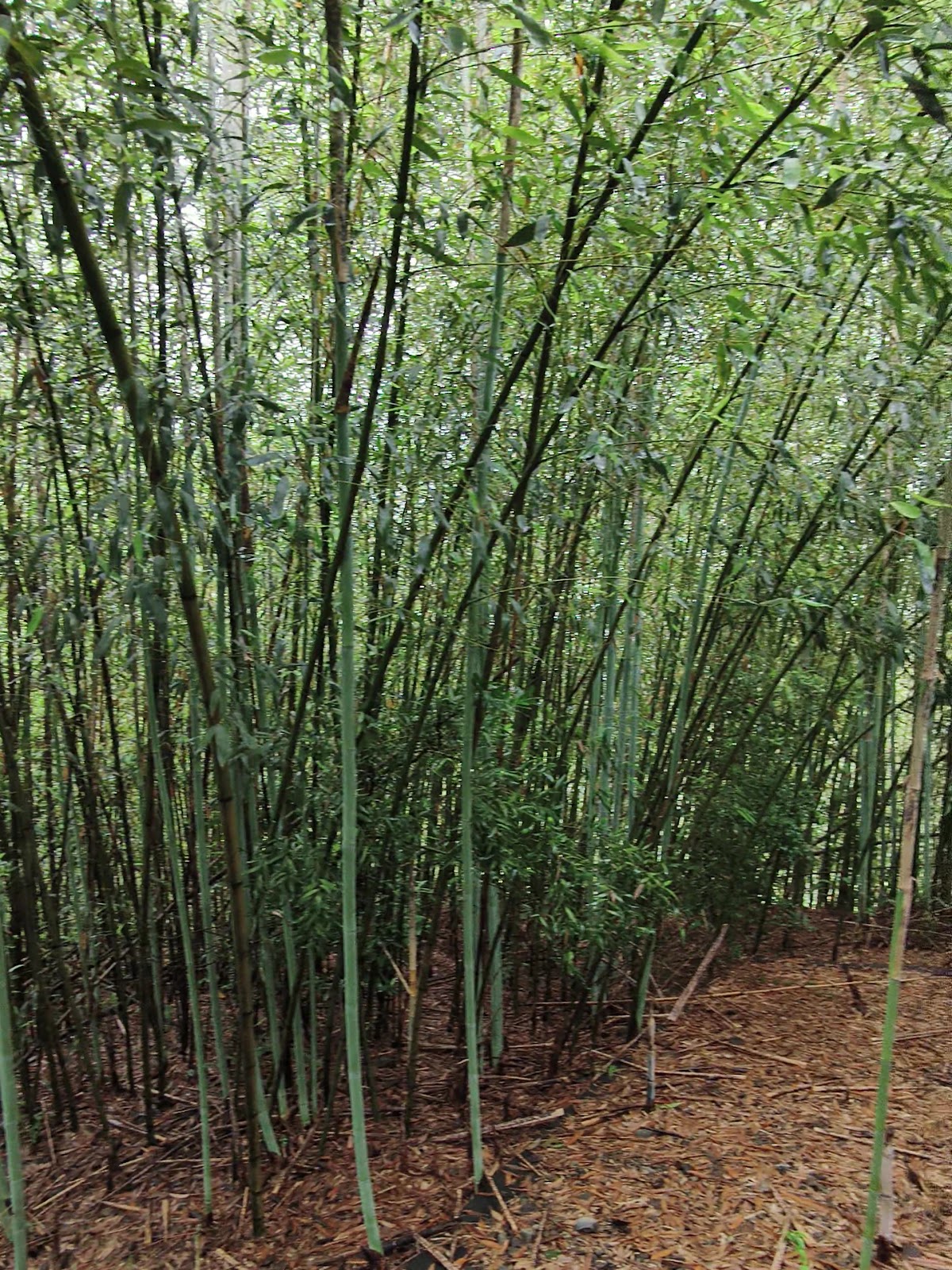 桂竹林夾道的古道小徑,竹葉覆蓋地面步道