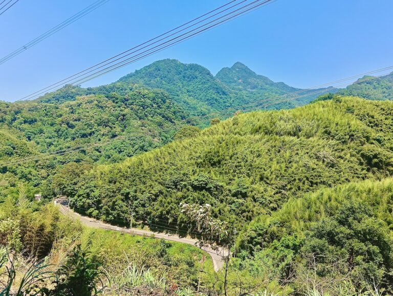 鐘樓古道俯瞰山巒疊翠與蜿蜒山路，桂竹林隨風搖曳（鐘樓古道）