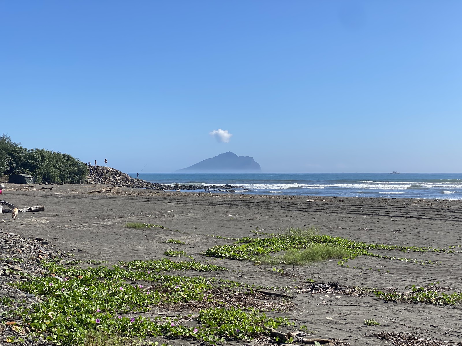 竹安溪口沙灘馬鞍藤盛開，遠方可見龜山島