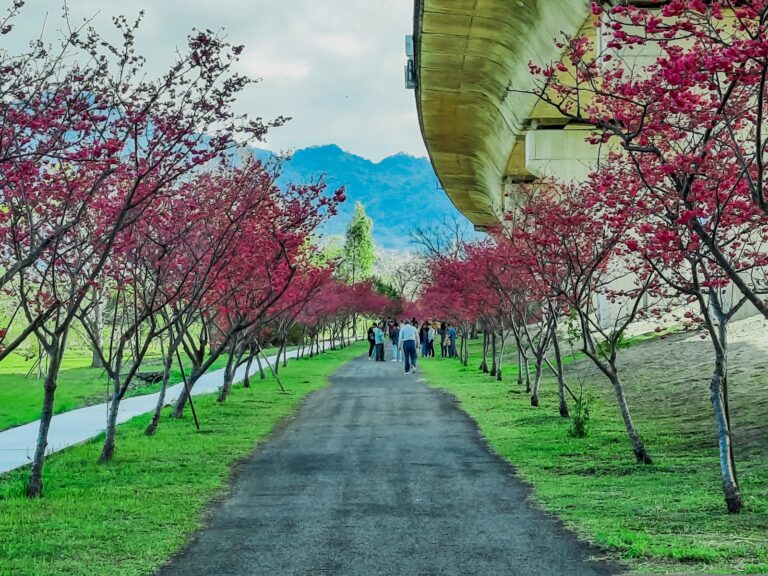 竹東生態河濱公園櫻花步道