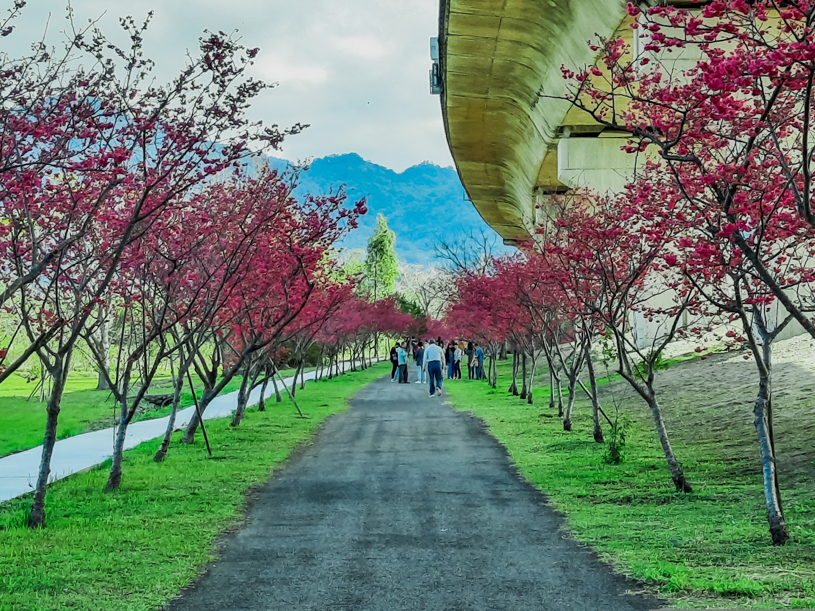竹東生態河濱公園櫻花步道