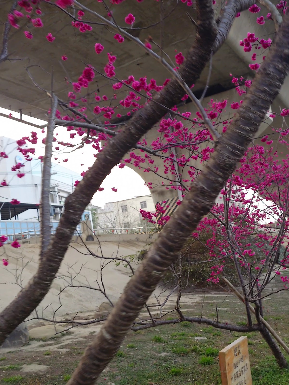 竹東生態河濱公園櫻花近拍