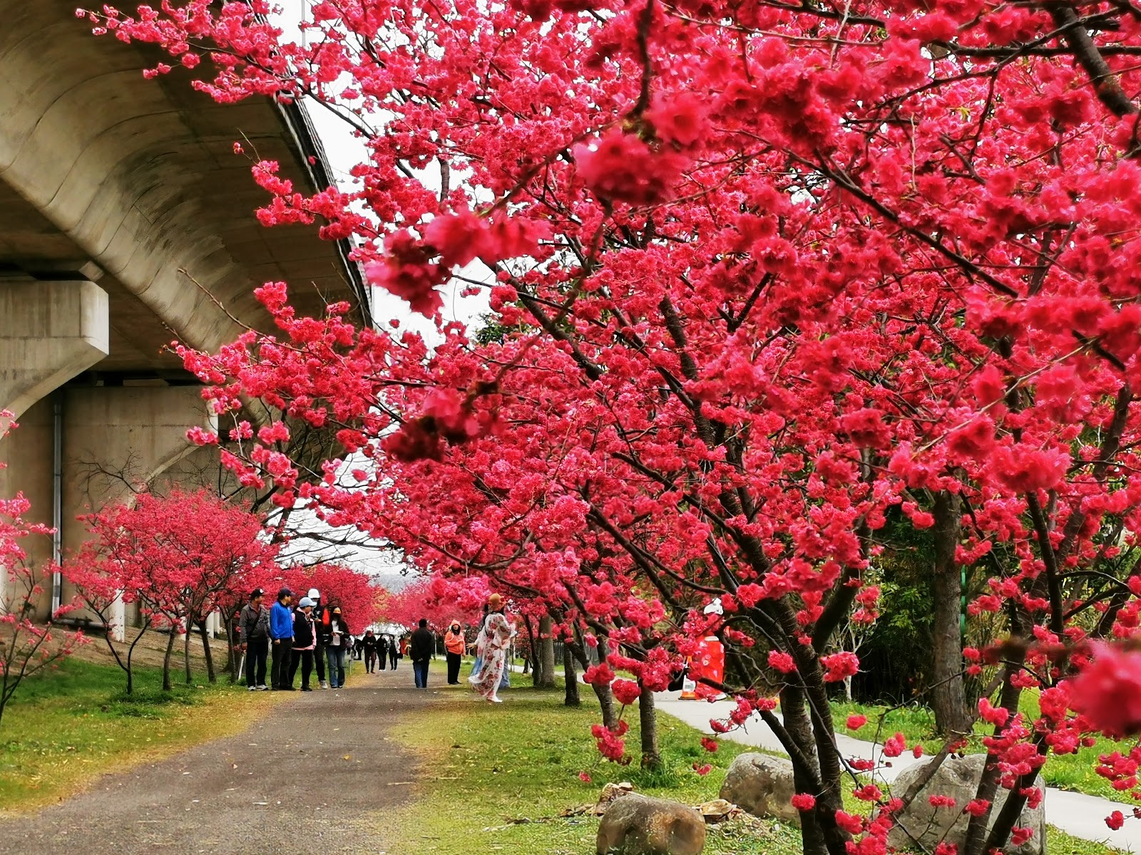 竹東生態河濱公園粉紅山櫻