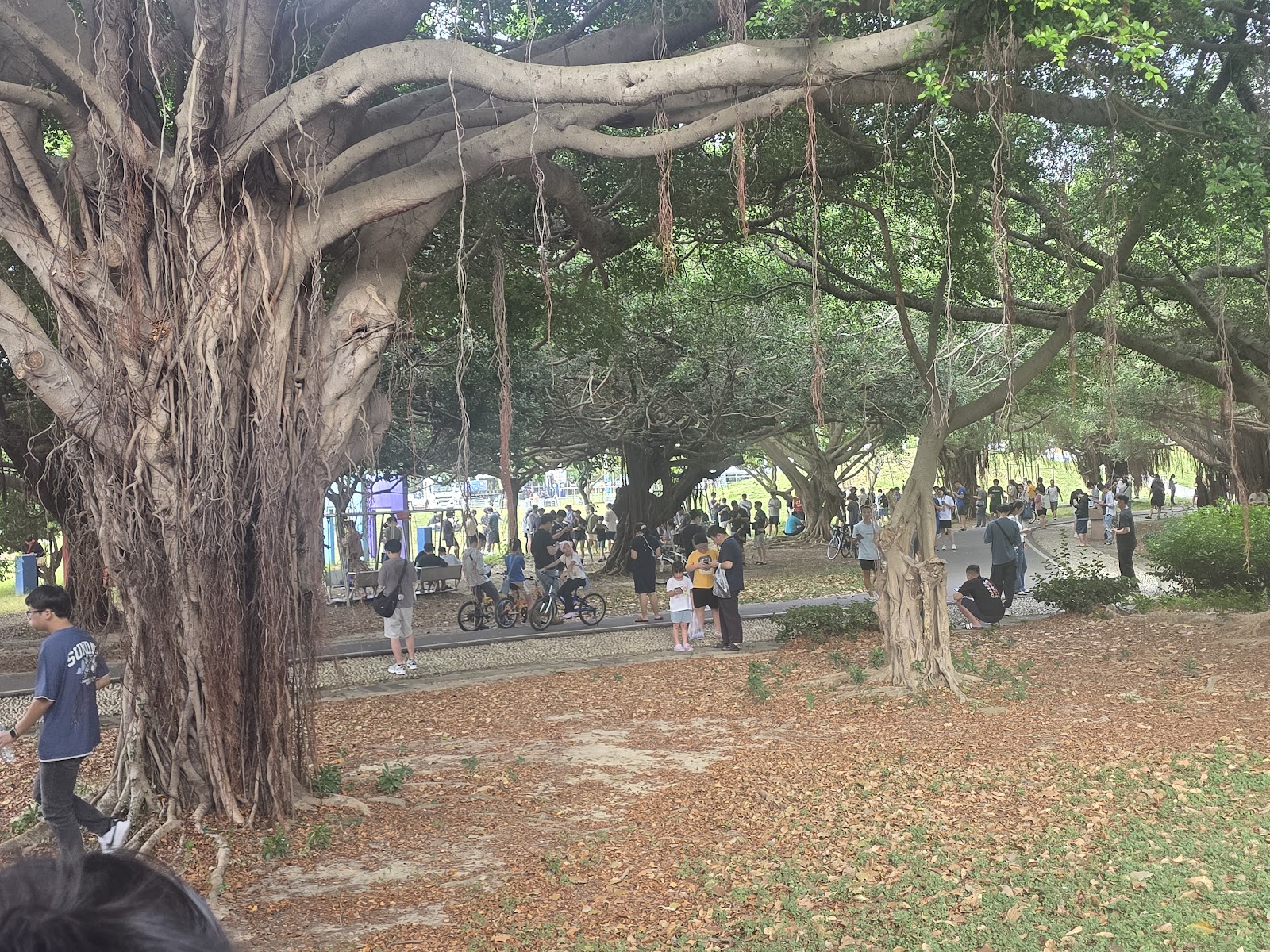 竹南運動公園老榕樹氣根步道假日人潮