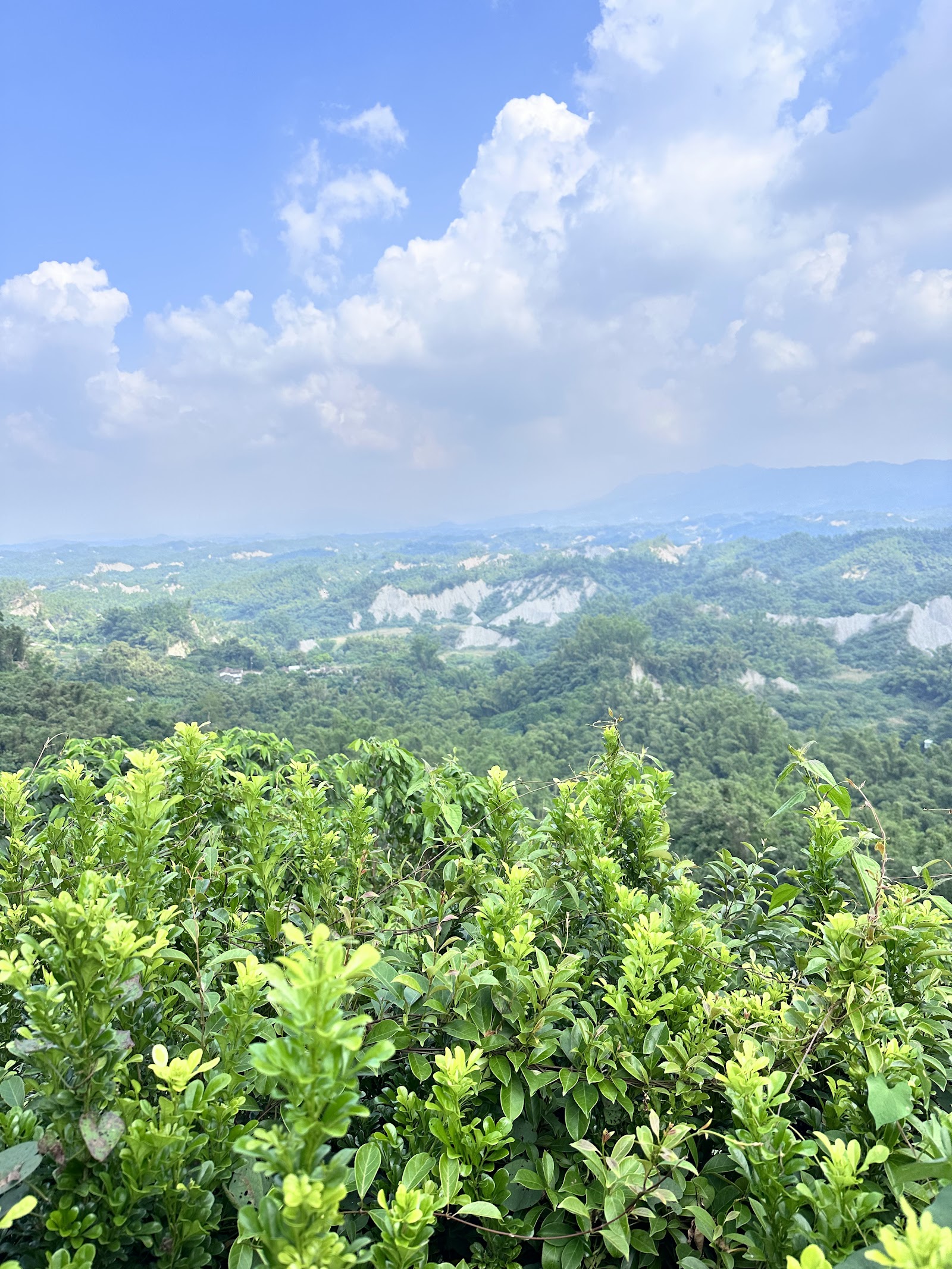 台南左鎮二寮觀日亭茶樹綠籬前景遠眺白堊惡地